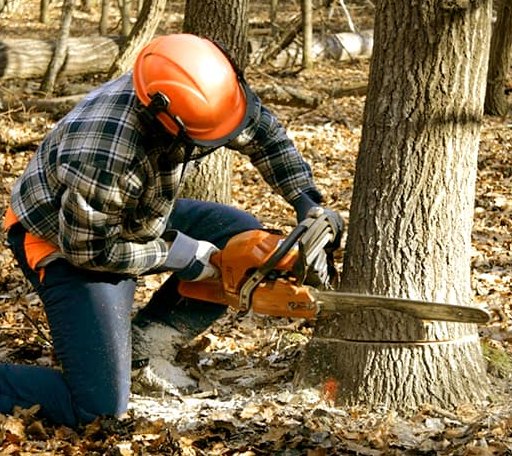 Tree Removal in Porter, ME